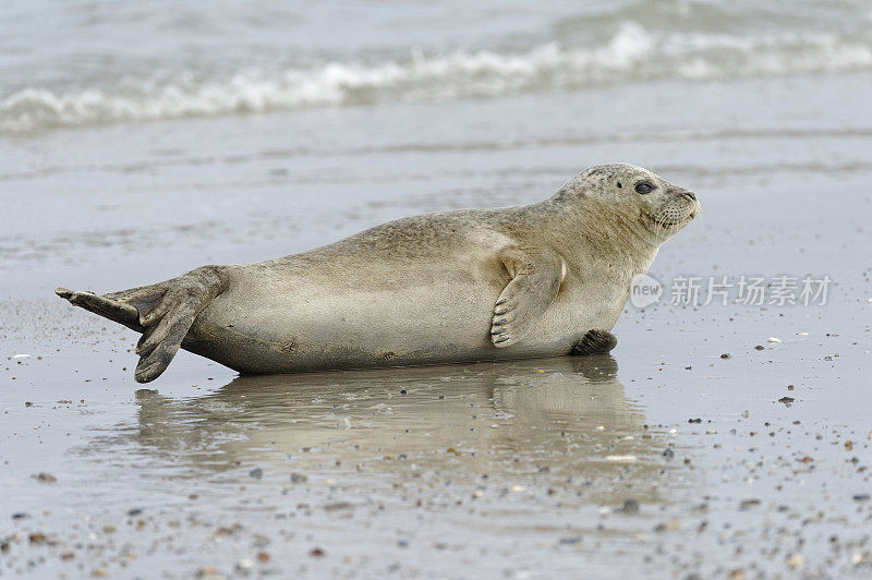 灰海豹（Halichoerus grypus）